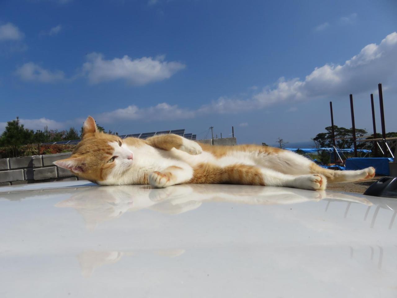 Okinawa Freedom Villa Nakijin Eksteriør billede