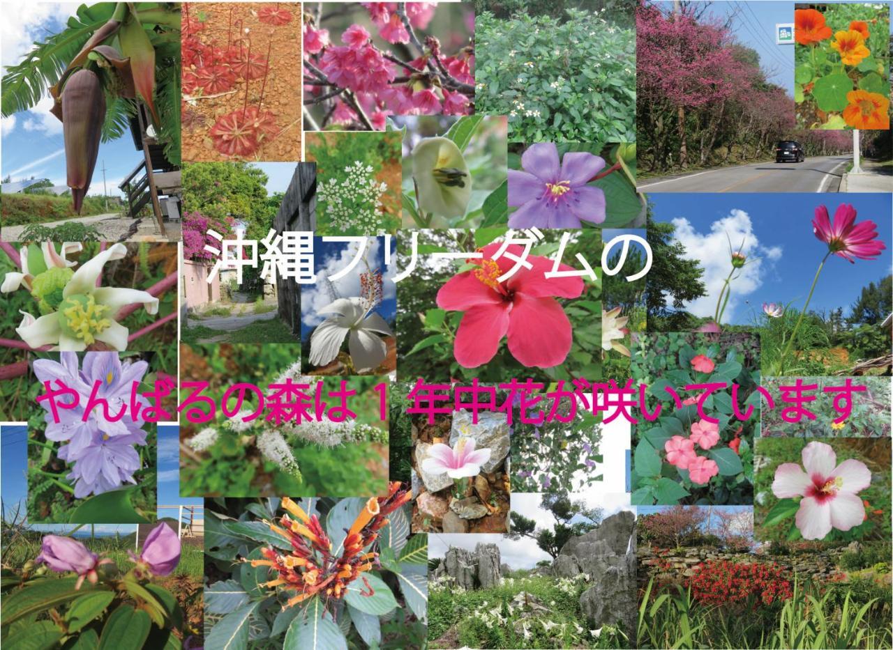 Okinawa Freedom Villa Nakijin Eksteriør billede